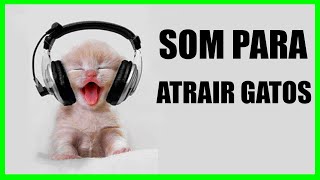 Gatos  Som Para Atrair Gatos  Audio Para Trollar Gatos