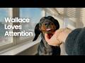 Ultimate Dachshund Relaxation