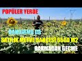 Balıkesir Bandırma da Satılık Meyve Bahçesi 6500 m2 resmi yolu ve suyu var 2.550.000 TL