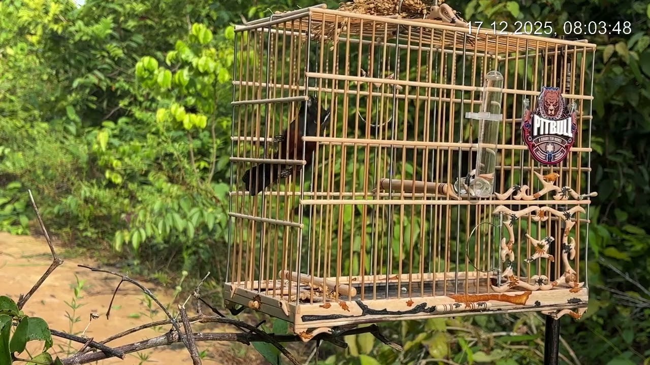 Esa é por minha conta Pitibull neles 🙏💪😎😂