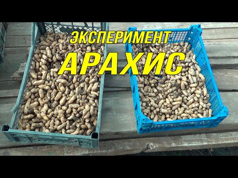 Как просто вырастить арахис с нуля до урожая