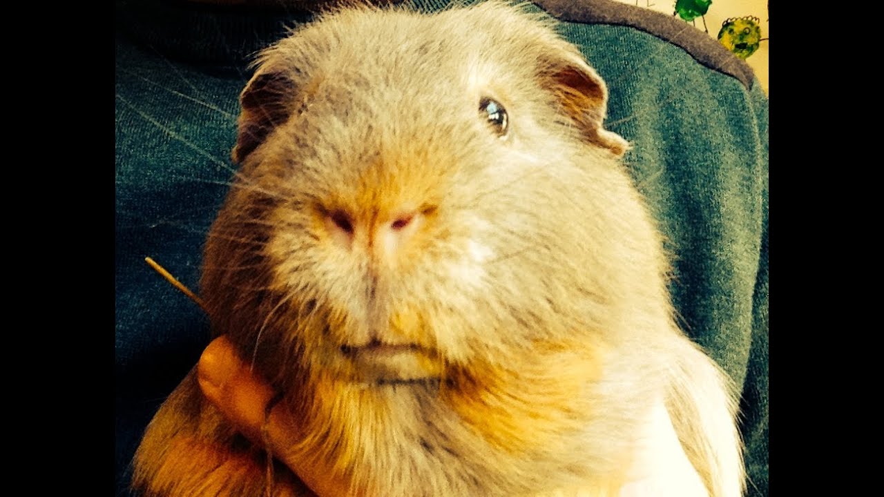 Ernie the Pet Guinea Pig the cute, furry cavy gets his nails clipped
