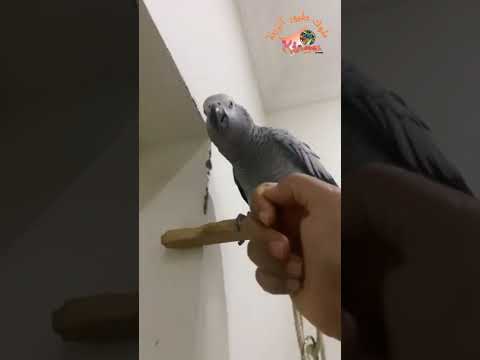ببغاء زنجباري رائع Shorts Parrot
