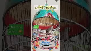 Download Lagu masteran perkutut gacor seni irama #perkutut #gacor #masteran #pancingan#pikat #perkutut#turtledove MP3 Download Lagu masteran perkutut gacor seni irama #perkutut #gacor #masteran #pancingan#pikat #perkutut#turtledove MP3