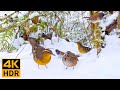 Cat TV 8 Hours 🐱📺 Beautiful Birds in the Snow 🐦❄️ White Christmas (4K HDR)