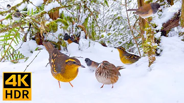 Cat TV 8 Hours 🐱📺 Beautiful Birds in the Snow 🐦❄️ White Christmas (4K HDR)