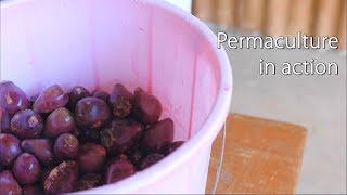 Permaculture in Action @PermacultureMagazine