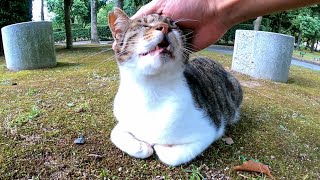 公園の芝生に座っていた野良猫の喉を撫でようとするとゴロンと転がってお腹を見せようとしてカワイイ