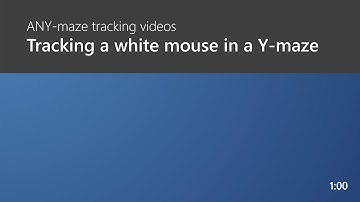 Tracking a white mouse in a Y-maze