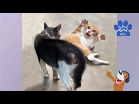 Gato ficou lombrado lskskskslksls [Vídeo] em 2022, Vídeos engraçados de  animais, Memes engraçados, Engraçado