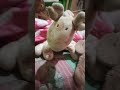 teddy court gone wrong