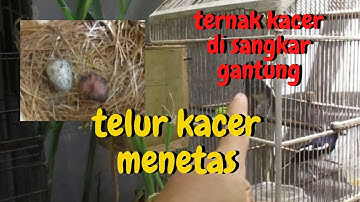 TELUR KACER MENETAS || ternak kacer disangkar gantung
