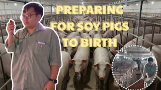 Farrowing Prep: Stress-Free Technique for Moving Sows to the Crates in Livestock Farming !