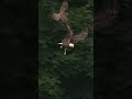 🕊️ Bald Eagle Birds (Haliaeetus leucocephalus) in flight 🛫 #shorts #youtubeshorts #youtube #viral