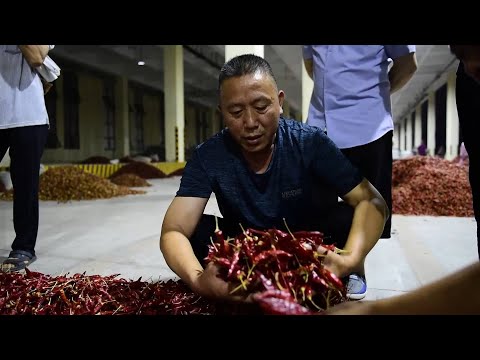 New China TV TV Commercial Booming chili pepper industry helps "spicy economy" flourish in SW China
