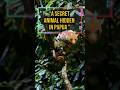 This rare animal looks cute… but its eyes are unreal #shorts #kuskus #papua #animals #wildlife