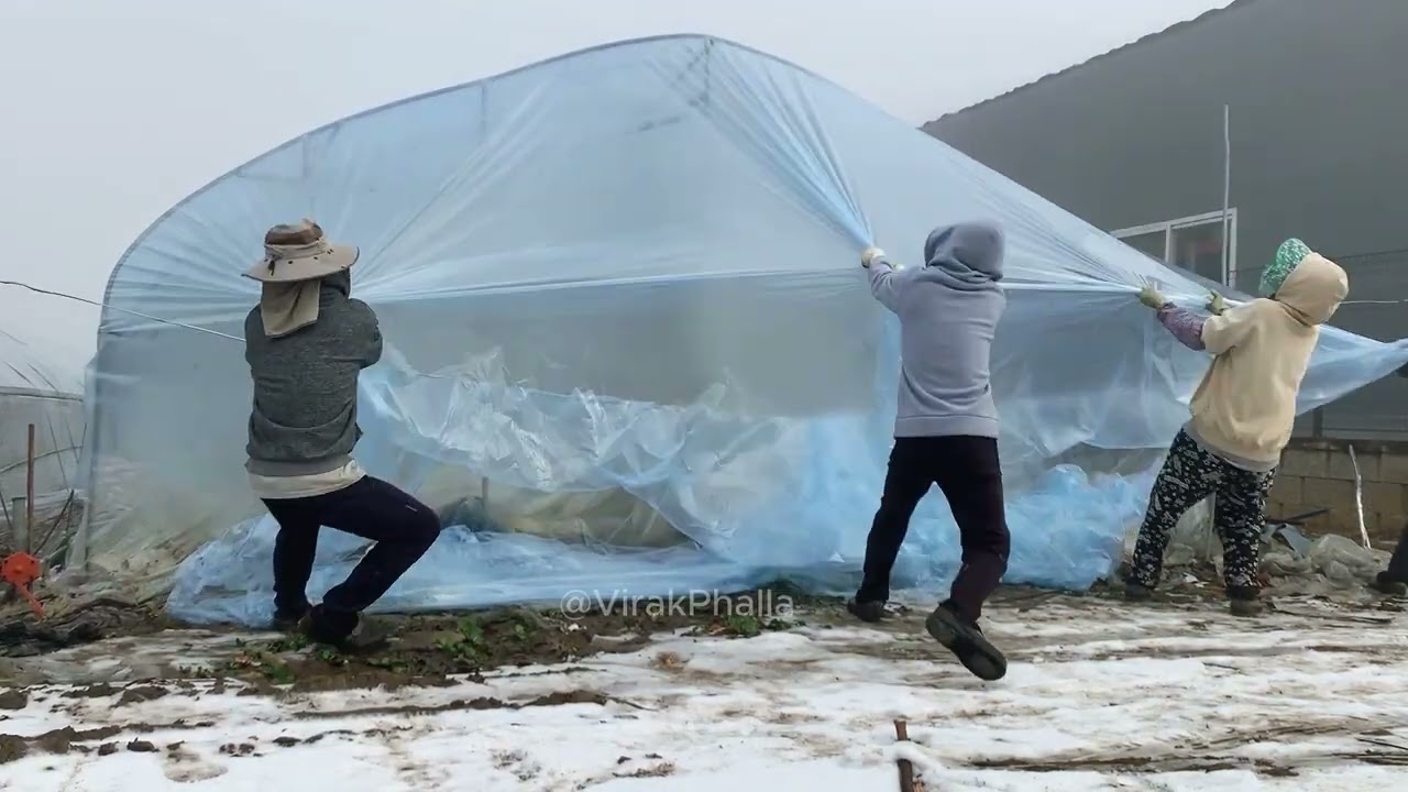 របៀបប្រក់ដំបូលរោងបន្លែនៅកូរ៉េ