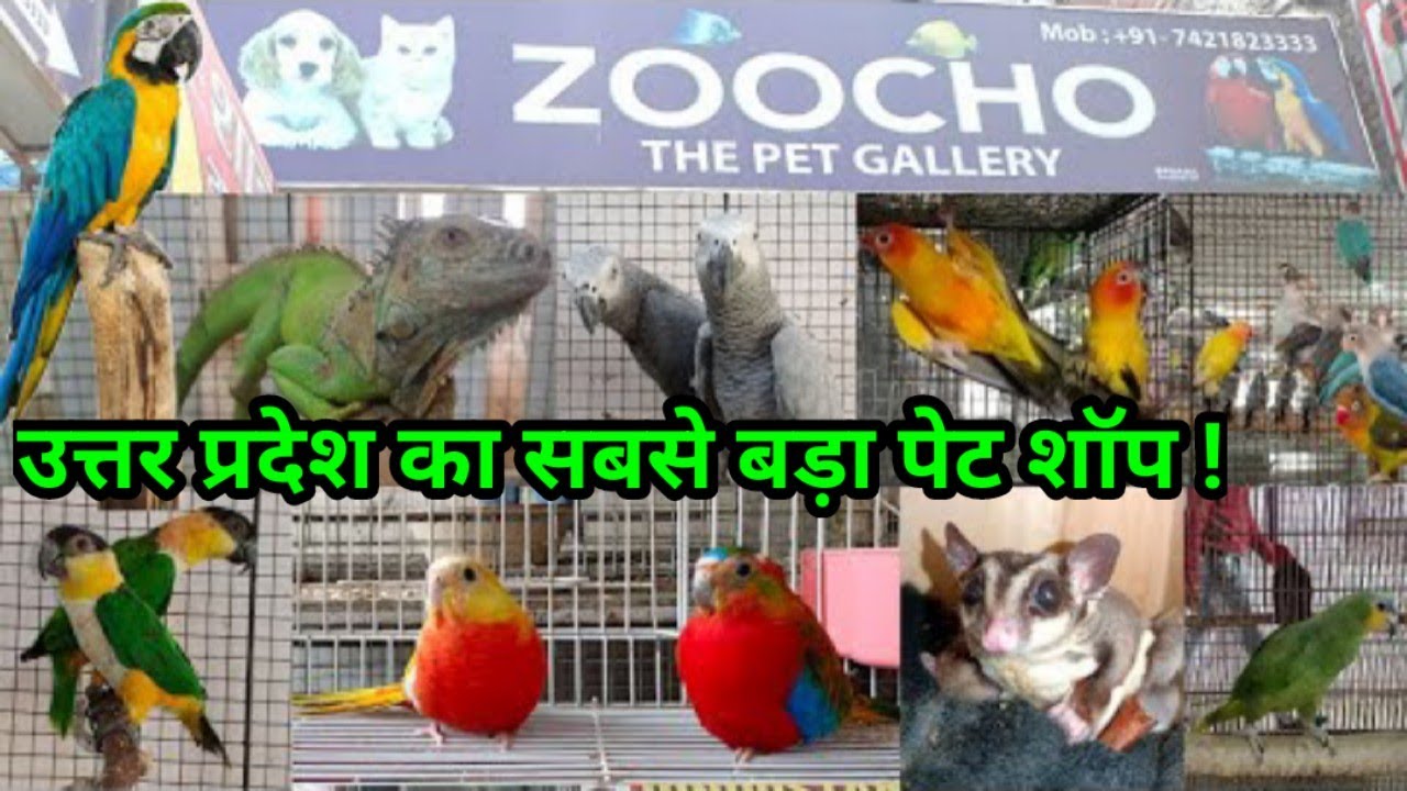 Pet shop in Lucknow Best and biggest pet shop in Uttar Pradesh ZooCho The Pet Gallary YouTube