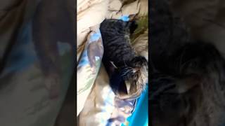 Cat is asleep
