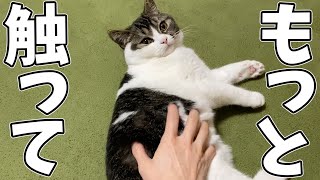 子猫のヘソ天アピールが可愛すぎる…