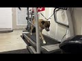 Dog training | dog obedience school | dog reactivity training | balanced dog training | OBKS 
