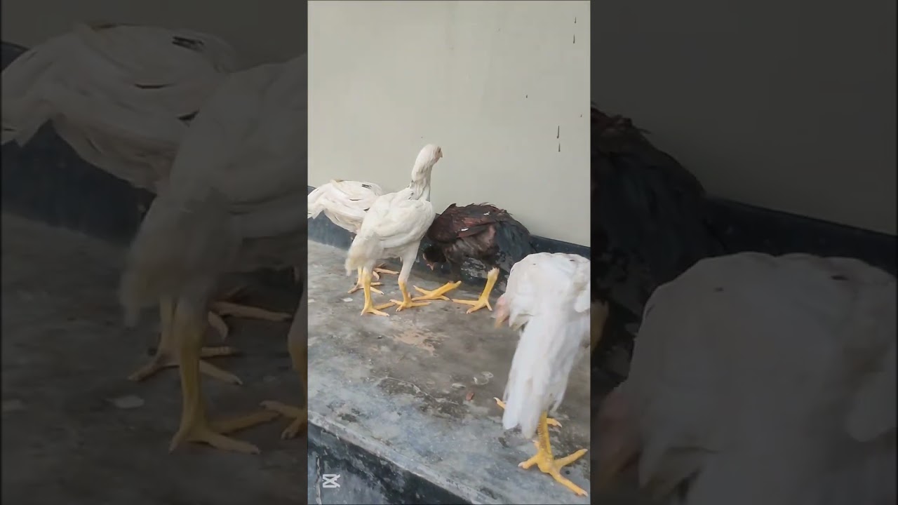 Asil Chicken Chicks for Sale