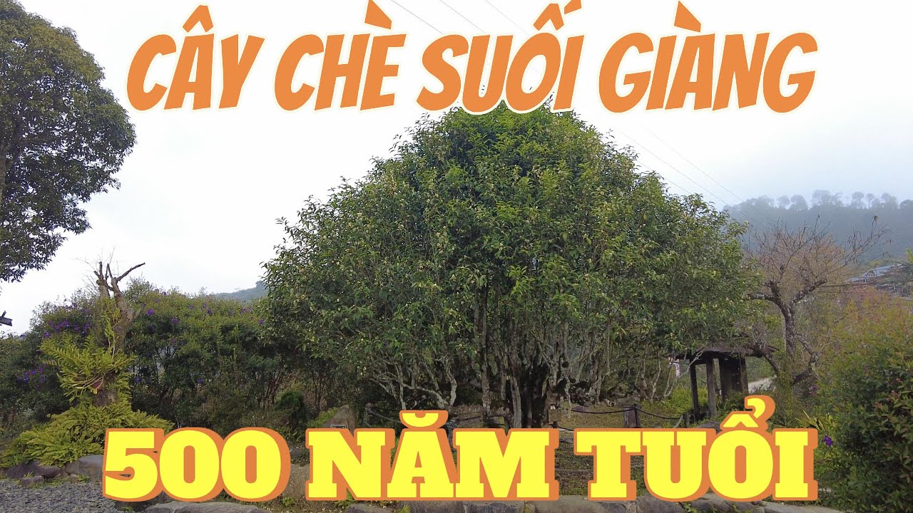Lên Suối Giàng Ngắm Cây Chè Cổ Thụ 500 Năm Tuổi.