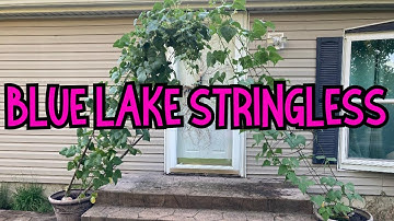 Container gardening | Growing green beans in containers | Vertical gardening | Blue Lake runner bean