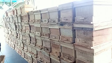 Tiếp nhận lô thùng ong đạt tiêu chuẩn chất lượng cao