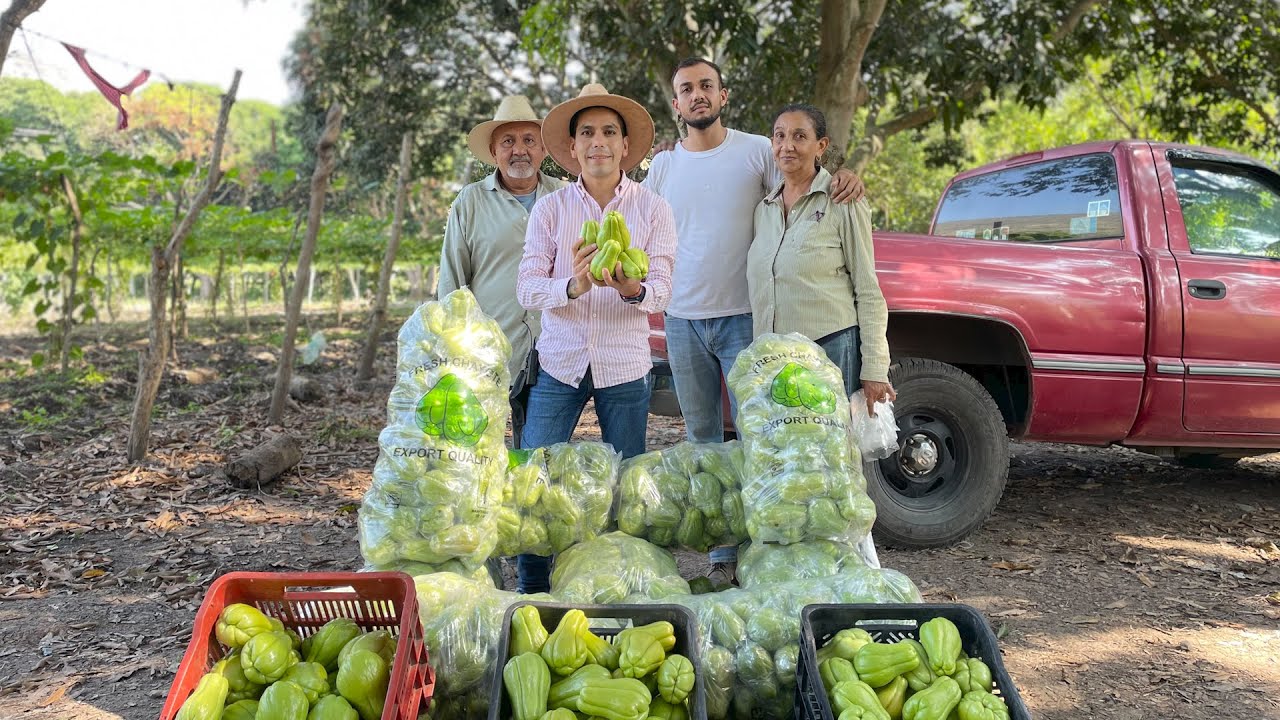 Huerta de CHAYOTES 3 mil 500 hectáreas cultiva Veracruz México principal Productor en el Huerta de CHAYOTES 3 mil 500 hectáreas cultiva Veracruz México principal Productor en el