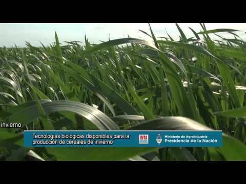 Video: Uso de niobio. Producción de niobio en Rusia