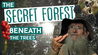 The Secret Forest Beneath the Trees | Wytham Woods