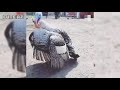 Funny Animals Dancing And Doing Funny Things || Funniest Animals Video 2019