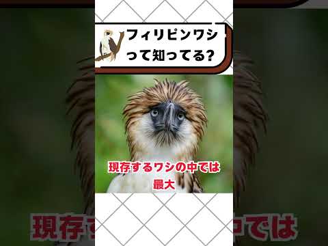 フィリピンワシって知ってる？#都音ゆずたみ #雑学 #豆知識