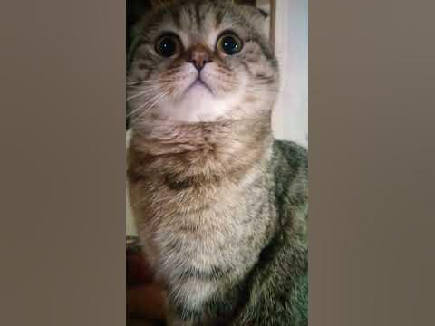 Кошечка мурздей - YouTube