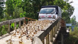 Duck _Đàn Vịt Đẻ Chạy Đồng Đi XeTải Qua Cầu-Ducks ride a truck.Thanh Hoai KG