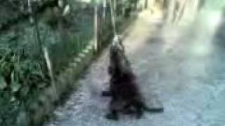 Staffordshire Bull Terrier With Springpole