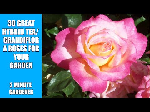 Vídeo: Més informació sobre les roses Grandiflora i les roses híbrides de te