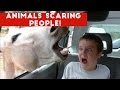 Funniest Animals Scaring People Reactions of 2018 Weekly Compilation   Funny Pet Videos