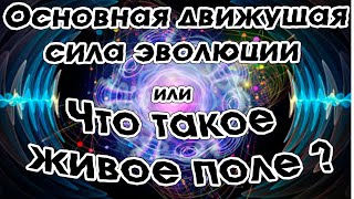 Основная движущая сила эволюции  или что такое живое поле ?