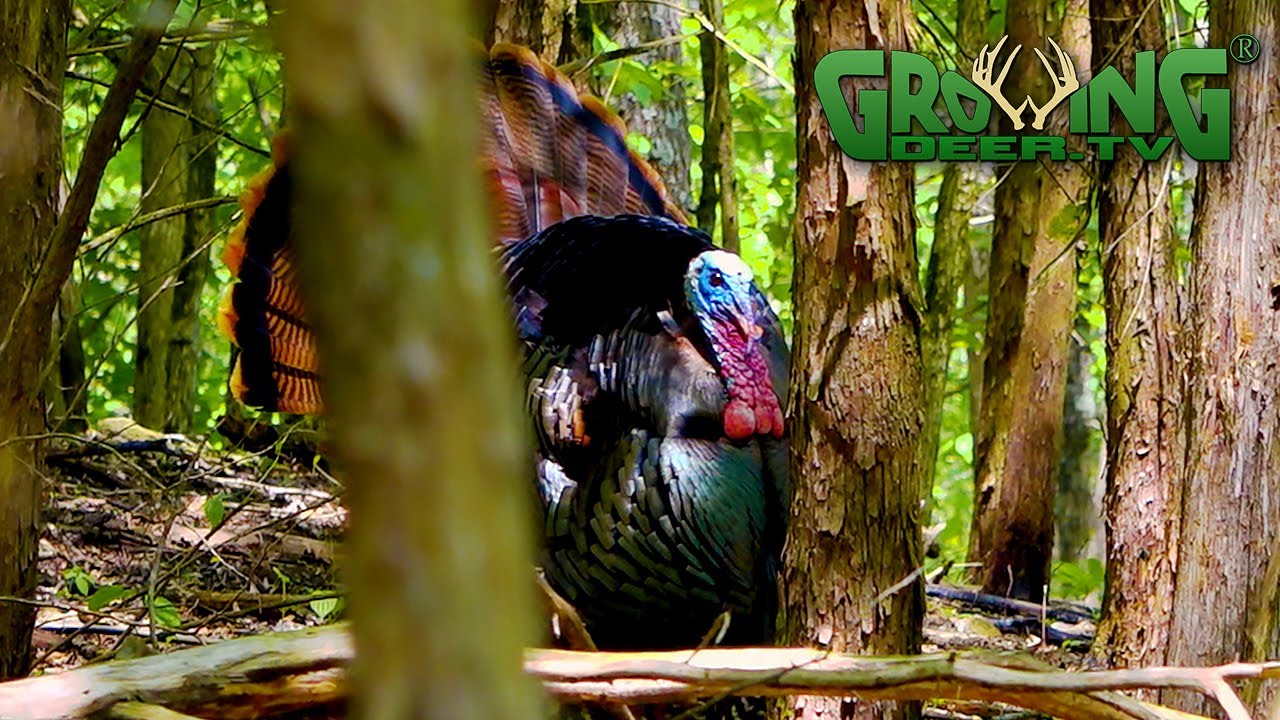 Turkey Hunting Calling to the Hen Brings in a Gobbler! (549) YouTube