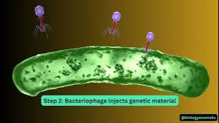 Bacteriophage Life Cycle Animation