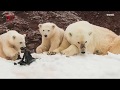 Sad photos of two baby polar bears playing with plastic on arctic island