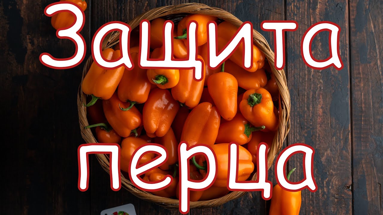 Защита перца. Технология от Аллея Вкуса