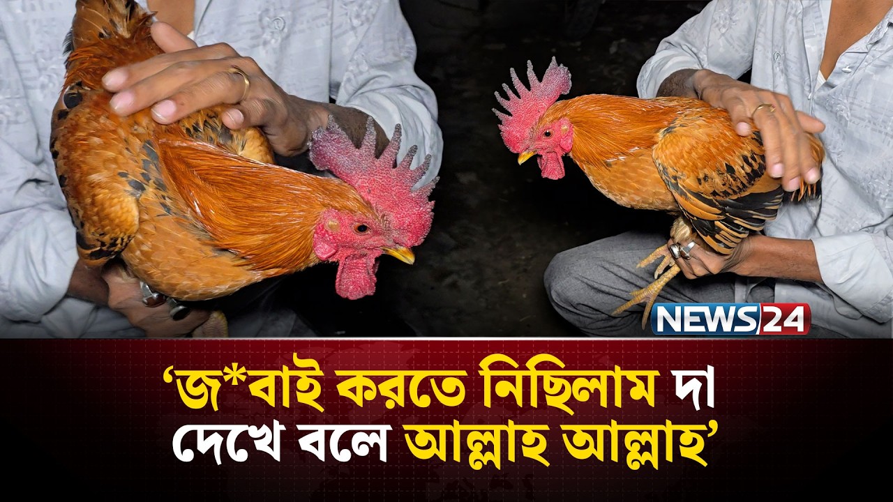 নরসিংদীতে তিনটি মোরগের মুখে আল্লাহ আল্লাহ ডাক! এলাকায় চাঞ্চল্য | NEWS24