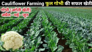 Cauliflower farming | फूल गोभी की खेती | Gobhi ki kheti | Cauliflower A2Z Farming | flower