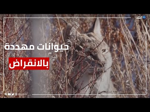 مئات الأنواع من الحيوانات مهددة بالانقراض بفعل الاحتباس الحراري