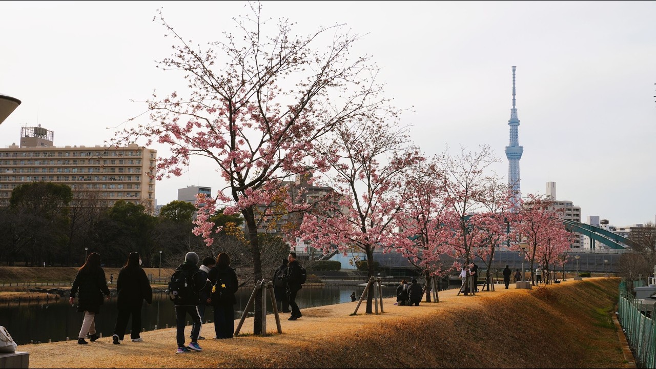 На разходка в парк с Кавазу (ранна) сакура! Популярно място с Кавазу и Skytree!