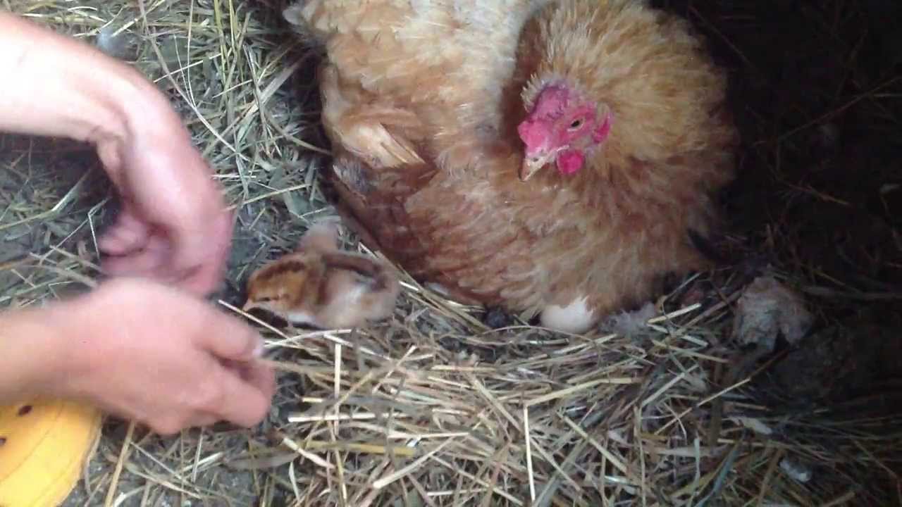 a helminthiasis korszerű kezelése felnőttekben 2020 ban tabletták a test minden parazitájához