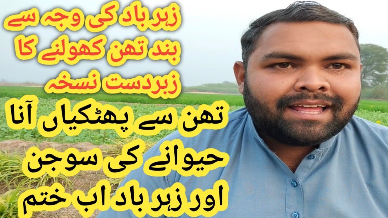 mastitis || thanela rog ka desi upay || مسٹائٹس بند تھن اور زہرباد سوجن کا علاج|| Animal Informer TV